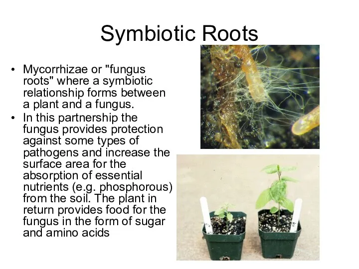 Symbiotic Roots Mycorrhizae or "fungus roots" where a symbiotic relationship