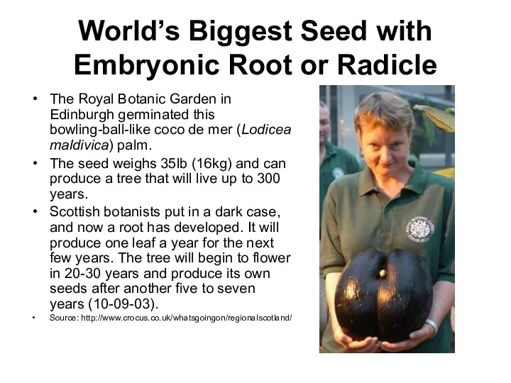 World’s Biggest Seed with Embryonic Root or Radicle The Royal
