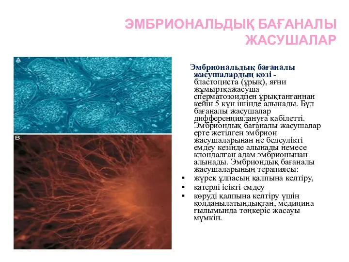 ЭМБРИОНАЛЬДЫҚ БАҒАНАЛЫ ЖАСУШАЛАР Эмбриональдық бағаналы жасушалардың көзі - бластоциста (ұрық),