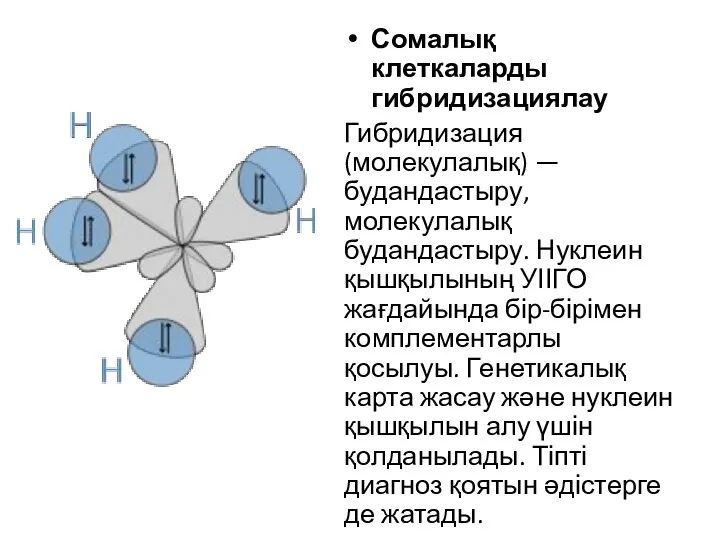 Сомалық клеткаларды гибридизациялау Гибридизация (молекулалық) — будандастыру, молекулалық будандастыру. Нуклеин