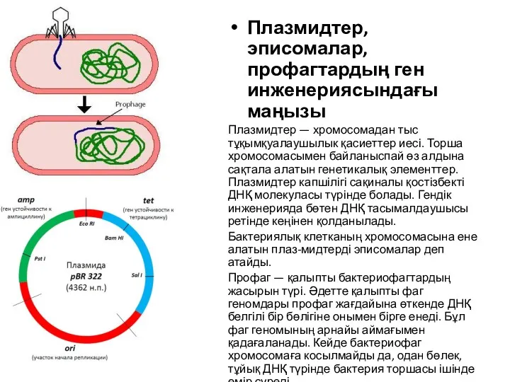 Плазмидтер, эписомалар, профагтардың ген инженериясындағы маңызы Плазмидтер — хромосомадан тыс