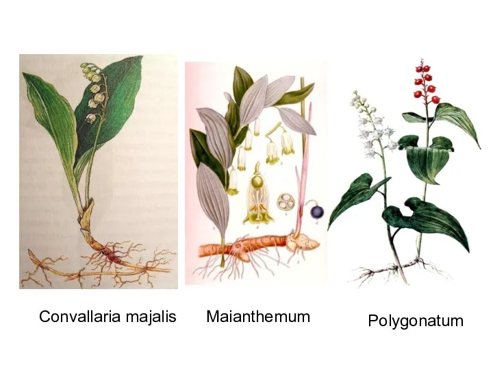 Convallaria majalis Maianthemum Polygonatum