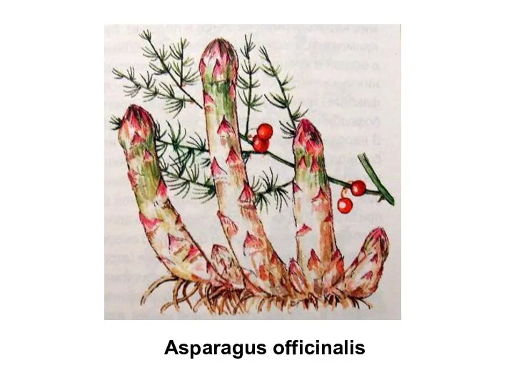 Asparagus officinalis