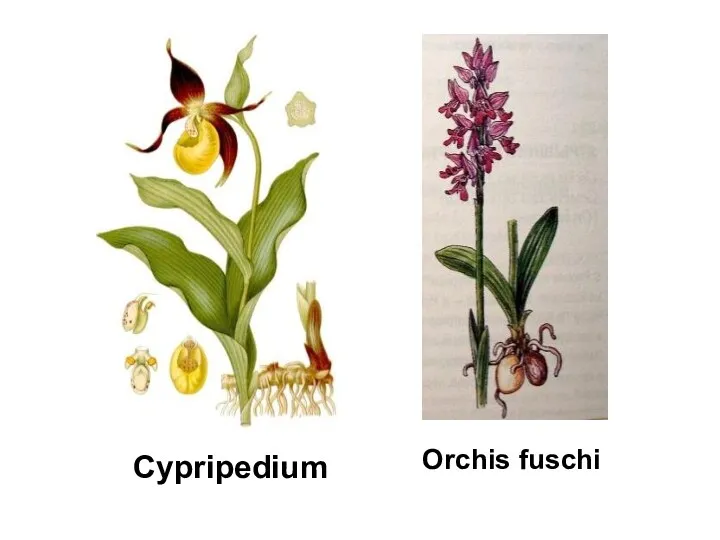 Cypripedium Orchis fuschi