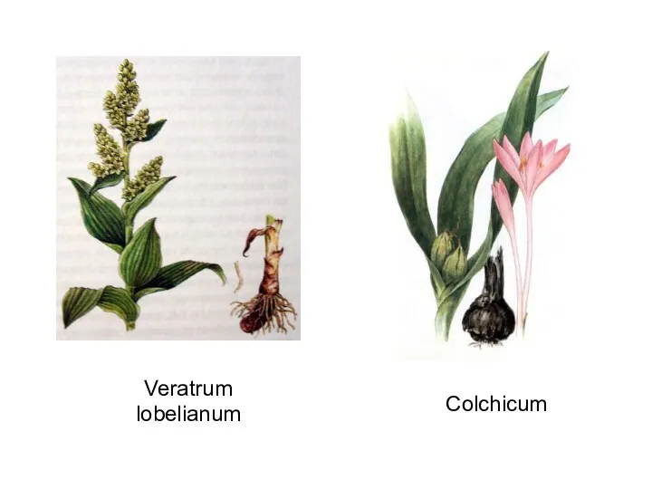 Veratrum lobelianum Colchicum