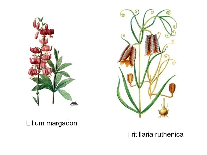 Lilium margadon Fritillaria ruthenica