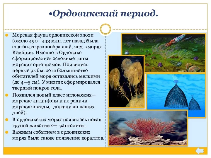 Ордовикский период. Морская фауна ордовикской эпохи(около 490 - 443 млн.