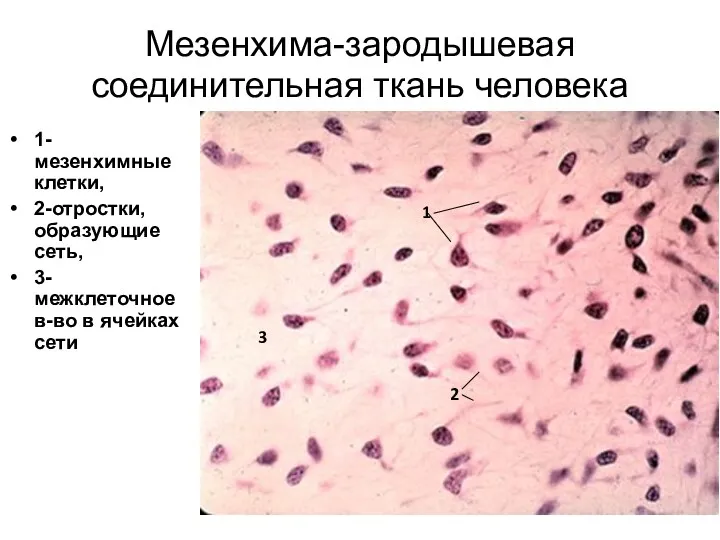 Мезенхима-зародышевая соединительная ткань человека 1-мезенхимные клетки, 2-отростки, образующие сеть, 3-межклеточное