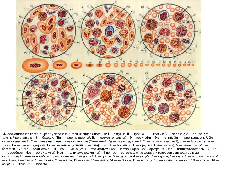 Микроскопическая картина крови у человека и разных видов животных: I