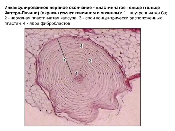 Инкапсулированное нервное окончание - пластинчатое тельце (тельце Фатера-Пачини) (окраска гематоксилином