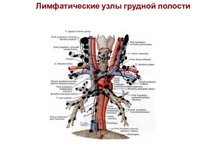Лимфатические узлы грудной полости