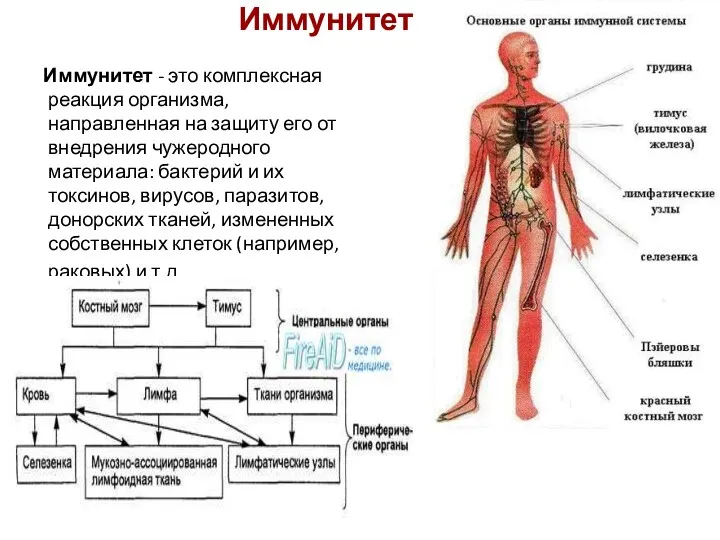 Иммунитет Иммунитет - это комплексная реакция организма, направленная на защиту его от внедрения