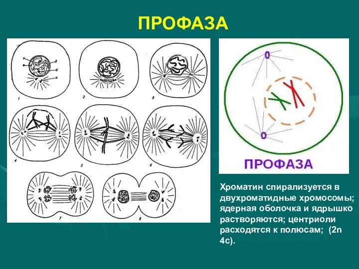 ПРОФАЗА Хроматин спирализуется в двухроматидные хромосомы; ядерная оболочка и ядрышко
