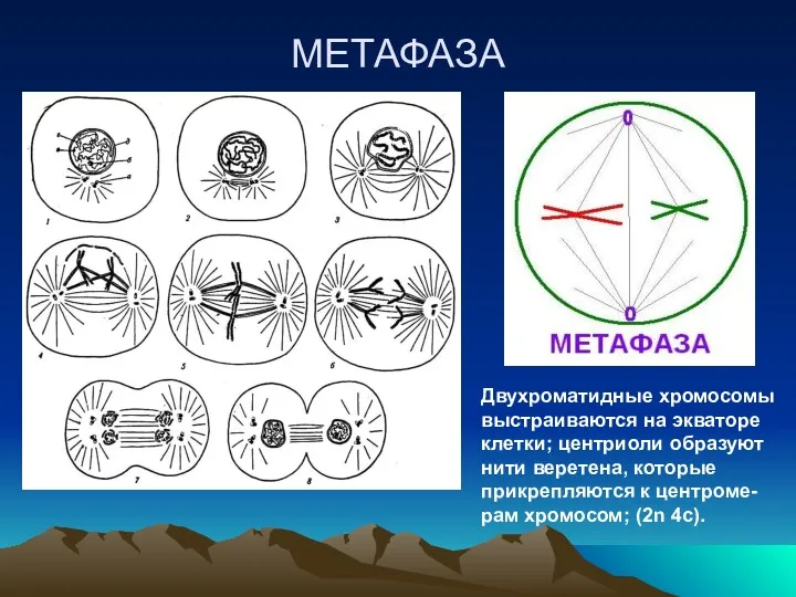 МЕТАФАЗА Двухроматидные хромосомы выстраиваются на экваторе клетки; центриоли образуют нити