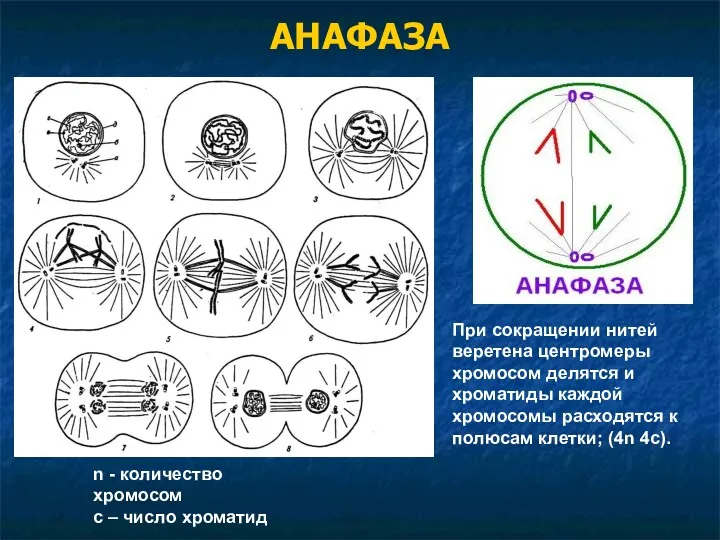 АНАФАЗА При сокращении нитей веретена центромеры хромосом делятся и хроматиды