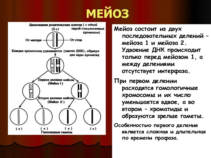 МЕЙОЗ Мейоз состоит из двух последовательных делений – мейоза 1