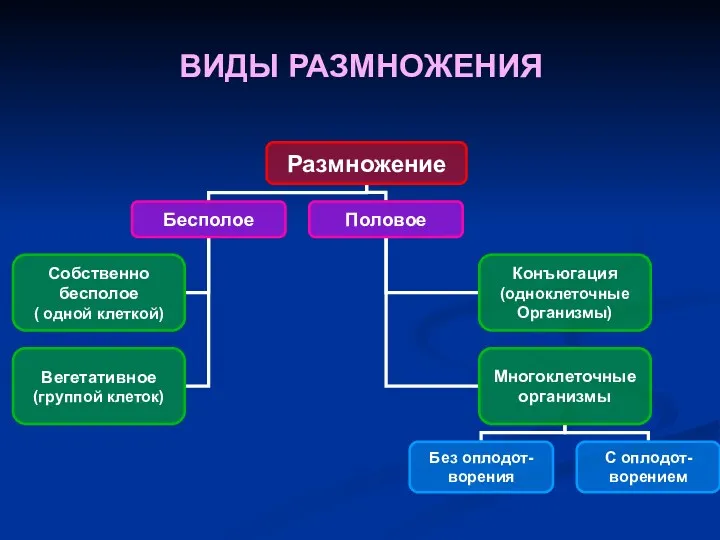 ВИДЫ РАЗМНОЖЕНИЯ