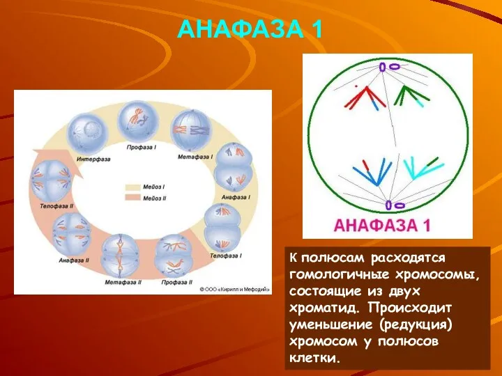 АНАФАЗА 1 К полюсам расходятся гомологичные хромосомы, состоящие из двух