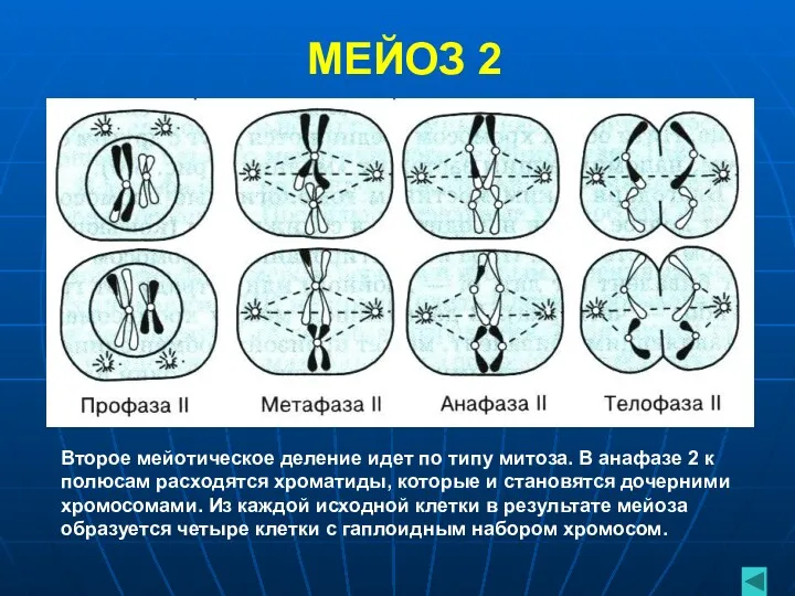 МЕЙОЗ 2 Второе мейотическое деление идет по типу митоза. В