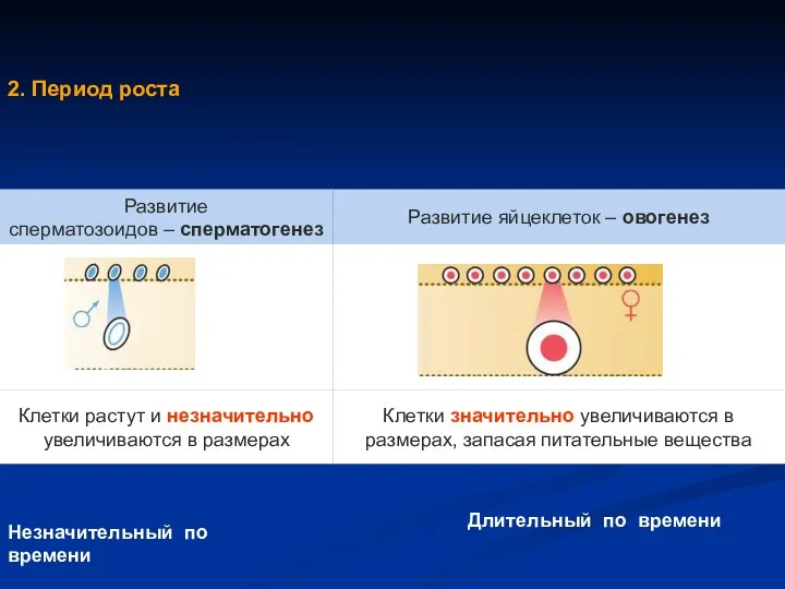 2. Период роста Незначительный по времени Длительный по времени