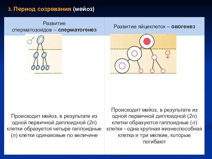 3. Период созревания (мейоз)