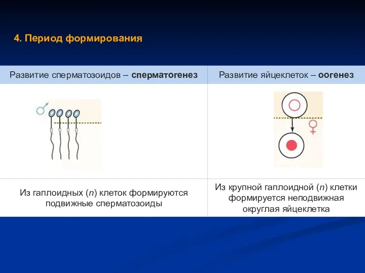 4. Период формирования