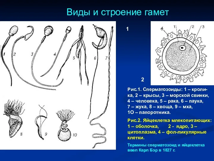 Виды и строение гамет 1 2 Рис.1. Сперматозоиды: 1 –