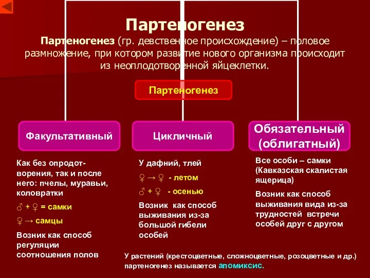 Партеногенез Партеногенез (гр. девственное происхождение) – половое размножение, при котором