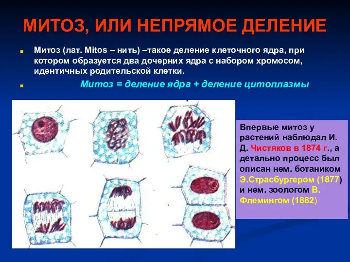 МИТОЗ, ИЛИ НЕПРЯМОЕ ДЕЛЕНИЕ Митоз (лат. Mitos – нить) –такое