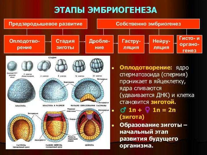 ЭТАПЫ ЭМБРИОГЕНЕЗА Оплодотворение: ядро сперматозоида (спермия) проникает в яйцеклетку, ядра