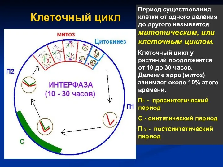 Клеточный цикл Период существования клетки от одного деления до другого