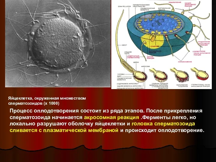 Яйцеклетка, окруженная множеством сперматозоидов (х 1000) Процесс оплодотворения состоит из
