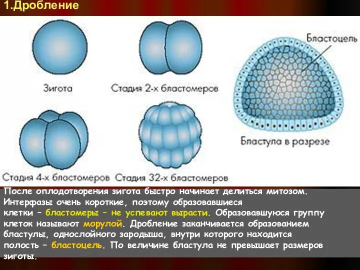 После оплодотворения зигота быстро начинает делиться митозом. Интерфазы очень короткие,