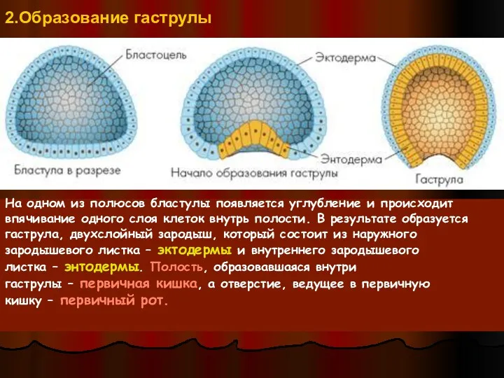 2.Образование гаструлы На одном из полюсов бластулы появляется углубление и