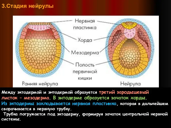 3.Стадия нейрулы Между эктодермой и энтодермой образуется третий зародышевый листок