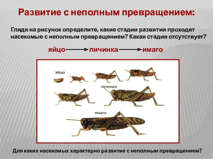 Развитие с неполным превращением: Глядя на рисунок определите, какие стадии