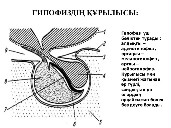 ГИПОФИЗДІҢ ҚҰРЫЛЫСЫ: Гипофиз үш бөліктен тұрады : алдыңғы – аденогипофиз , ортаңғы –