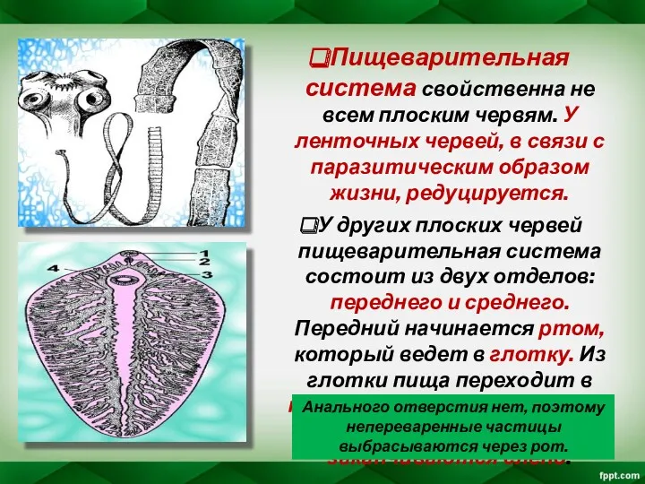 Пищеварительная система свойственна не всем плоским червям. У ленточных червей,