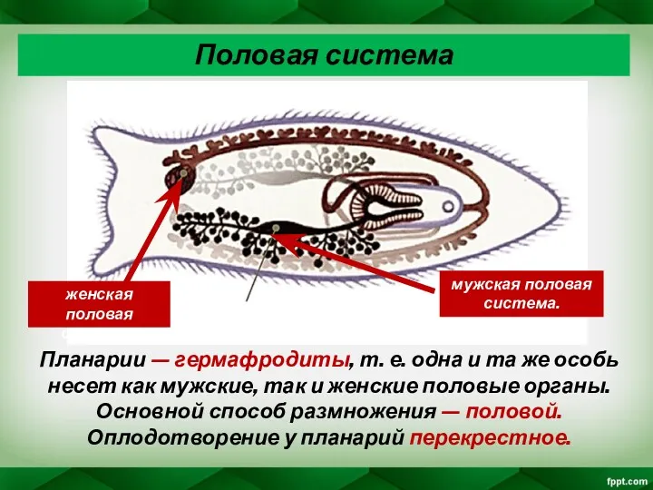 Планарии — гермафродиты, т. е. одна и та же особь