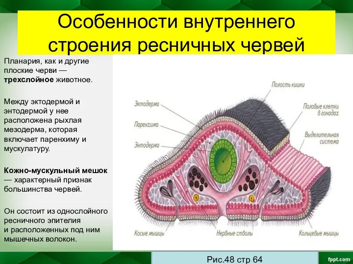 Особенности внутреннего строения ресничных червей Планария, как и другие плоские