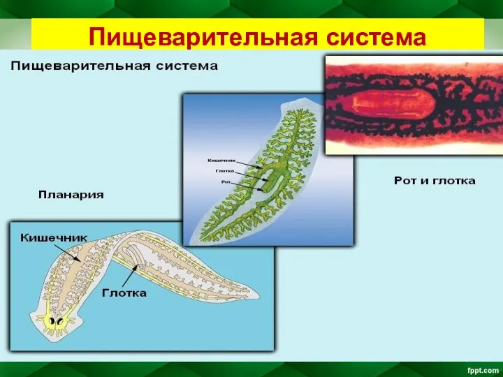 Пищеварительная система