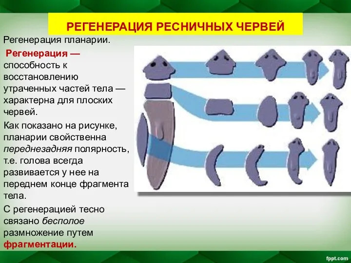 РЕГЕНЕРАЦИЯ РЕСНИЧНЫХ ЧЕРВЕЙ Регенерация планарии. Регенерация — способность к восстановлению