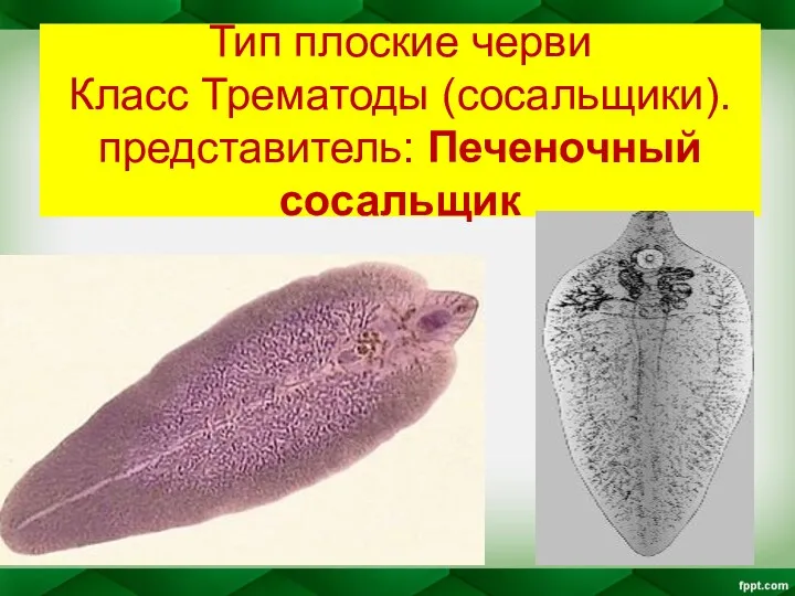 Тип плоские черви Класс Трематоды (сосальщики). представитель: Печеночный сосальщик