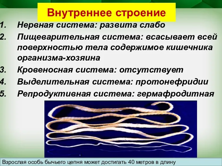 Внутреннее строение Нервная система: развита слабо Пищеварительная система: всасывает всей