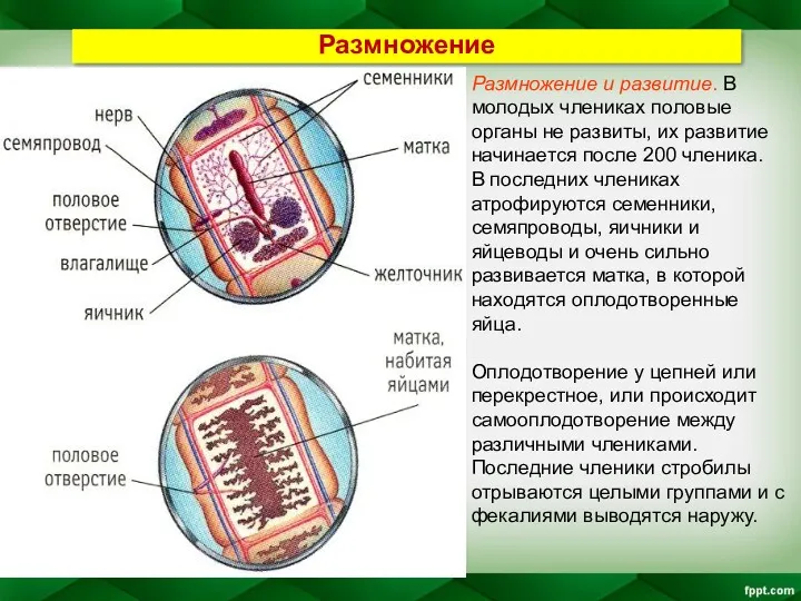 Размножение и развитие. В молодых члениках половые органы не развиты,