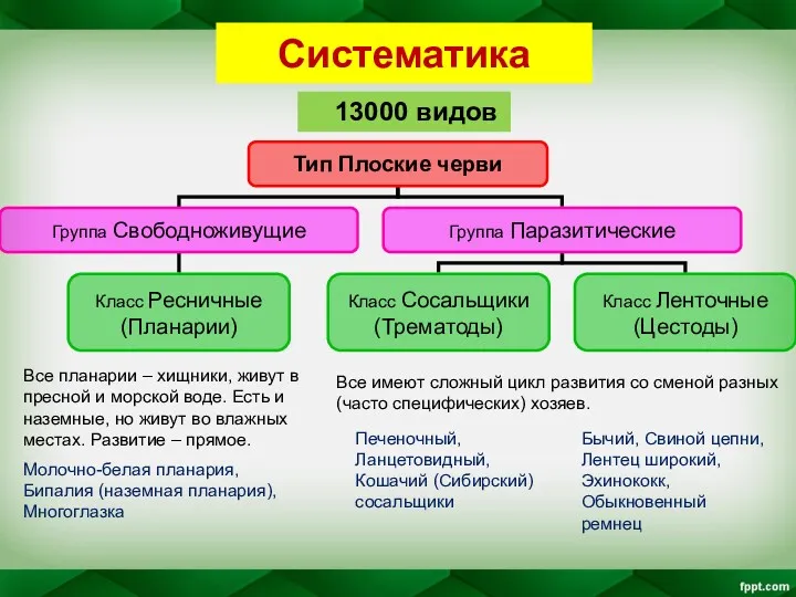 Систематика Все планарии – хищники, живут в пресной и морской