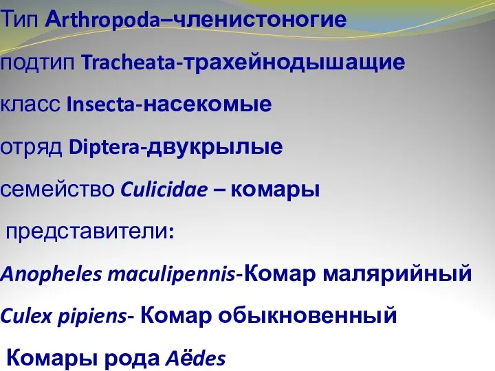 Тип Аrthropoda–членистоногие подтип Tracheata-трахейнодышащие класс Insecta-насекомые отряд Diptera-двукрылые семейство Culicidae