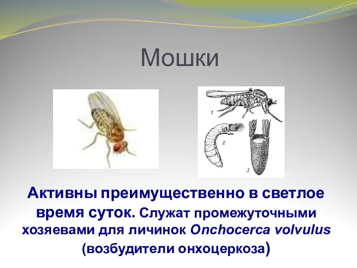 Мошки Активны преимущественно в светлое время суток. Служат промежуточными хозяевами для личинок Onchocerca volvulus (возбудители онхоцеркоза)