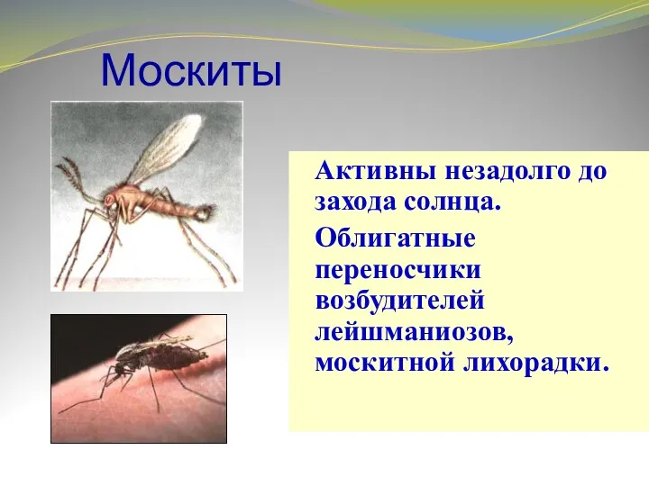 Москиты Активны незадолго до захода солнца. Облигатные переносчики возбудителей лейшманиозов, москитной лихорадки.