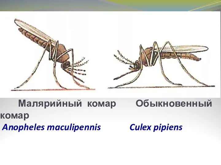 Малярийный комар Обыкновенный комар Anopheles maculipennis Culex pipiens